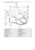 Heart Diagram and Blood Flow Worksheet