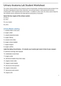 Urinary Anatomy Student Worksheet