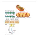 Exam 2 Study Guide