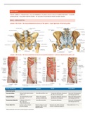 Samenvatting anatomie periode 1.4