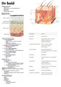 Anatomie: de huid + temperatuurregeling 