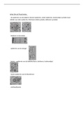 plantkunde practicum : drogerijen herba samenvatting