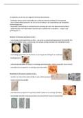 plantkunde practicum : samenvatting drogerijen cortex