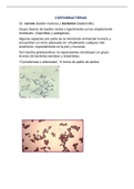 Corynebacterias