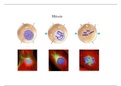 Cell Biology Practice, Review, and Notes 