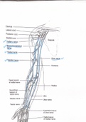 Summary  232 Anatomy  and Physiology