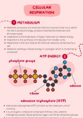 Cellular Respiration - Aerobic and Anaerobic FULL