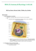 Exam 2 Review Outline - BIOS251 / BIOS 251 (Latest 2022 / 2023) : Anatomy & Physiology I with Lab - Chamberlain