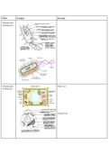 IB Biology Drawing Requirements Worksheet