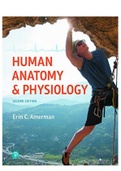 Human Anatomy and Physiology 2nd Edition Amerman Test Bank