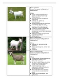 Flashcards geiten (foto's met uitleg) - rassenleer 