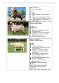 Flashcards schapen (foto's en uitleg) - rassenleer 