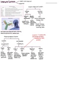 Immune System Overview 