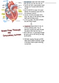 Blood Flow Through Circulatory System Summary