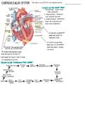 cardiovascular system summary overview 