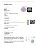 Samenvatting  van alle colleges inclusief gastcolleges en tentamen 1 en 2 van het vak neurobiologie van de Universiteit Utrecht