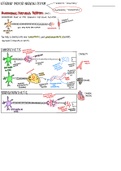 Autonomic Nervous System Summary (ANS)