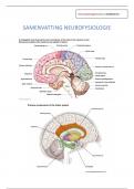 Samenvatting Neurofysiologie (B-KUL-E08C0A) - (17/20) 