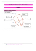 Medische wetenschappen 1 (pathologie) - Het hart