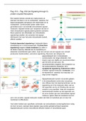 Samenvatting Celbiologie H15