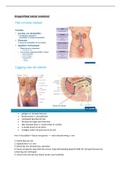 samenvatting urogenitaal stelsel, biomedische wetenschappen