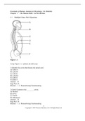 Test Bank for Essentials of Human Anatomy & Physiology 13th Edition by Marieb