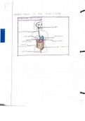 Class notes NTS-135 (NTS135) 