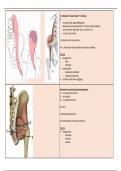 anatomie orthopedie fase 2 flashcards spieren onderste lidmaat