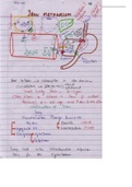 Iron-Metabloism-And-Iron-Defecience-Anemia