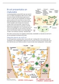 B-cel presentatie en maturatie 