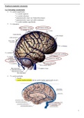 Samenvatting van het volledige vak neurowetenschappen en het practicum en uitwerking van alle oude en mogelijke nieuwe examenvragen van neurowetenschappen (behaald resultaat 17/20)