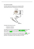 Samenvatting Biologie DNA