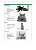 Flashcards kattenrassen