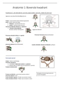 Samenvatting Anatomie 1 2022/2023