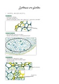 Samenvatting anatomie van planten