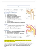 Fysiologie B aantekeningen volledig Hoofdstuk nier