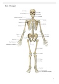 Bouw en bewegen Tentamenstof (bundel ) – itemlijst anatomie & gedeelte colleges & eLearning spierweefsel & oefenen