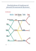 Brachial plexus _ Lumbosacral plexus_ Dermatomes_ Myotomes.