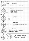 Mitosis easy to understand diagram with explanation of each phase briefly