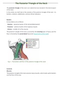 Posterior Triangle of the Neck - Subdivisions-human anatomy.