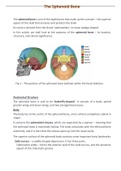 Sphenoid Bone - Location - Structure - attachments -clinical significance