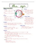 Eye anatomy and visual perception 