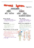 Nervous system organization 