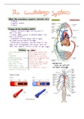 Cardiovascular system