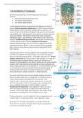 Abstract Immunology Biomedical Sciences Leiden University