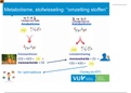 Totaal document alle slides Voeding in goodnotes met bijgeschreven aantekening + uitwerkingen wg