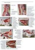 Samenvatting hersendissectie zezi