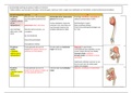 Samenvatting: Spieren van de boven- en onderbeen + van de voet- functionele anatomie Tom van Hoof