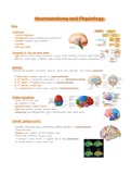 Neuroanatomy