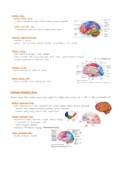 Neuroanatomy